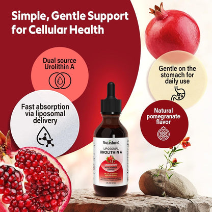 Powerful Anti Aging Liposomal Urolithin A Liquid Drops