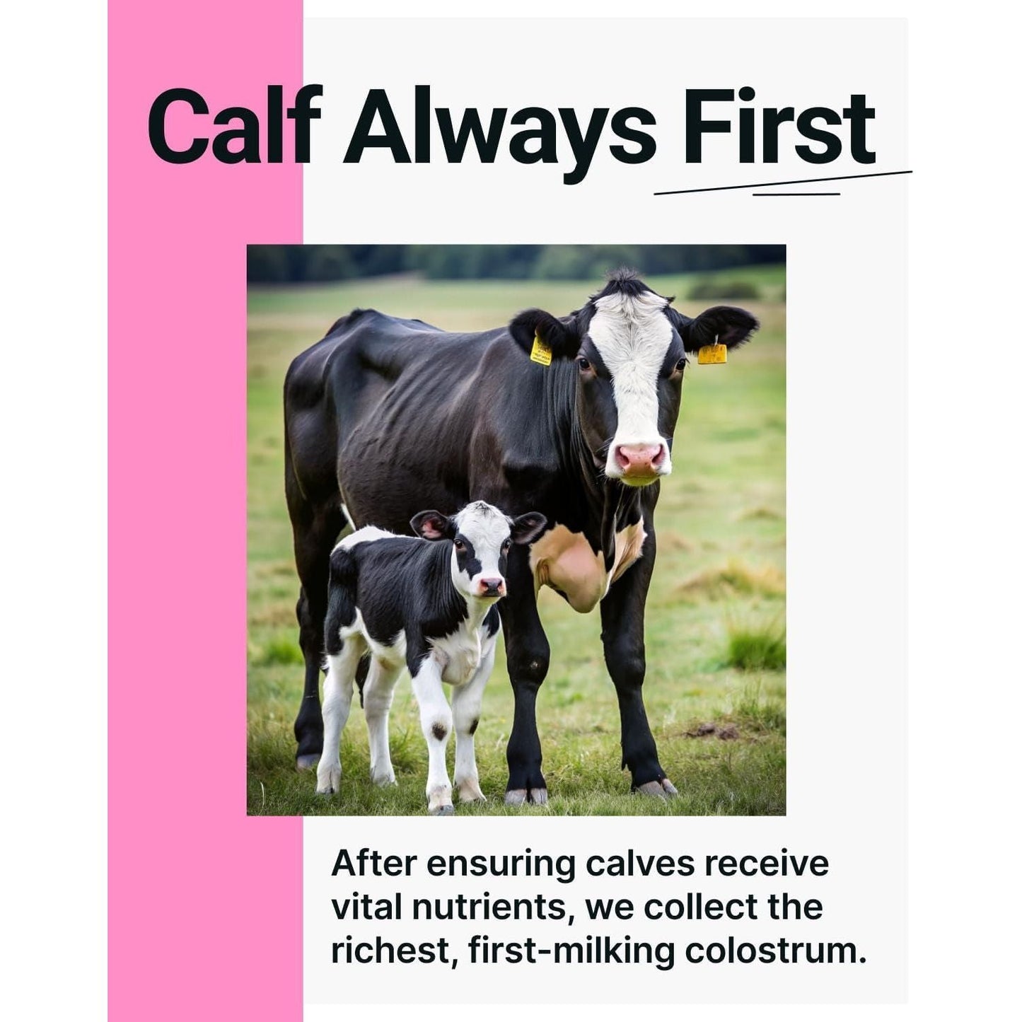 Premium First Milking Colostrum Powder Supplement