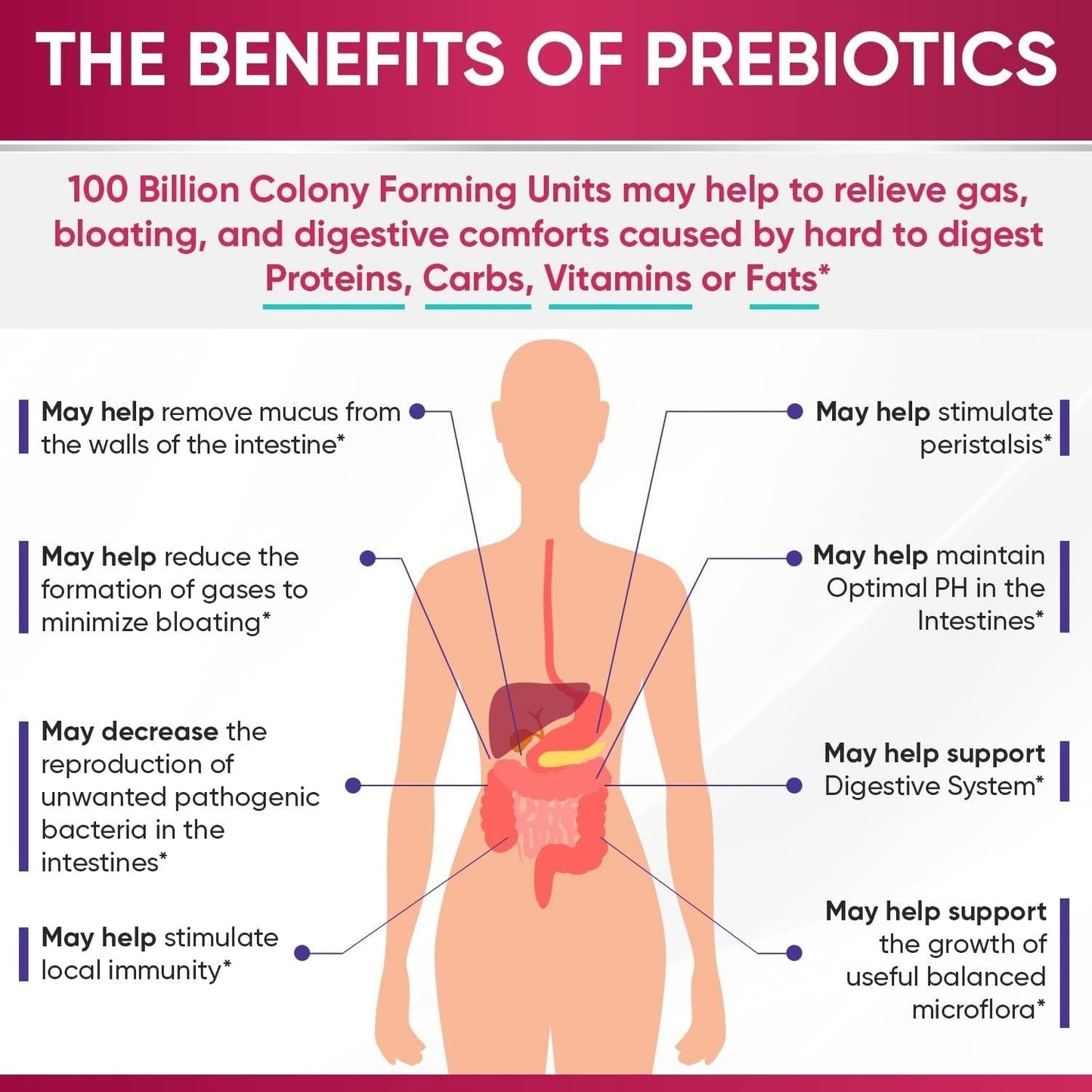 Natural Probiotic Supplement for Women - 60 Capsules