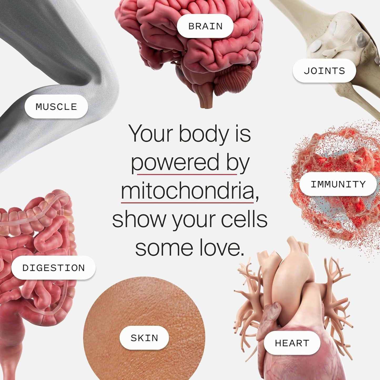 Premium Urolithin A Softgels for Cellular Health Boost