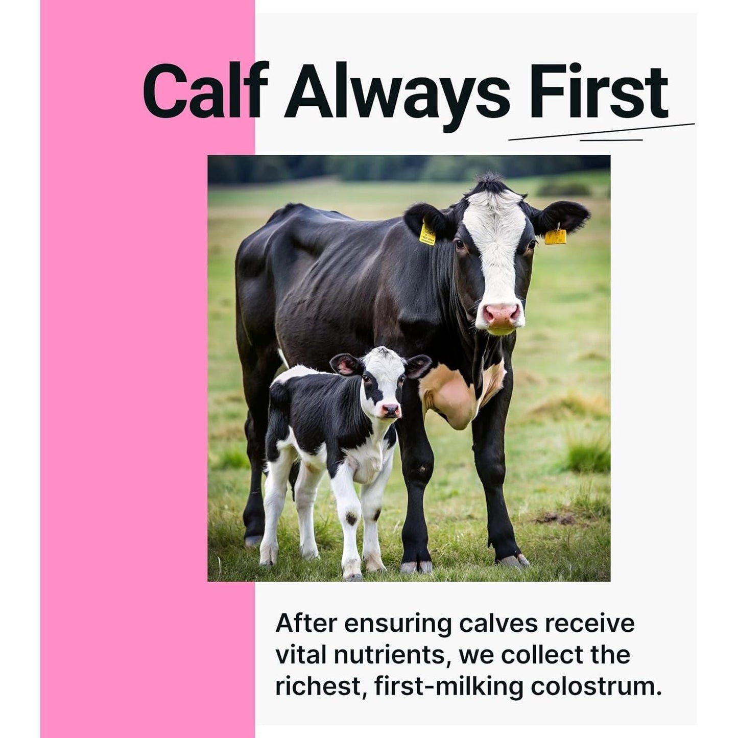 Premium Colostrum Powder for Immune System Boost