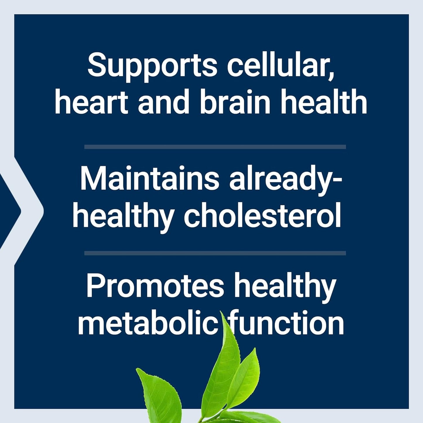 Powerful Decaf Green Tea Supplement - 100 Capsules