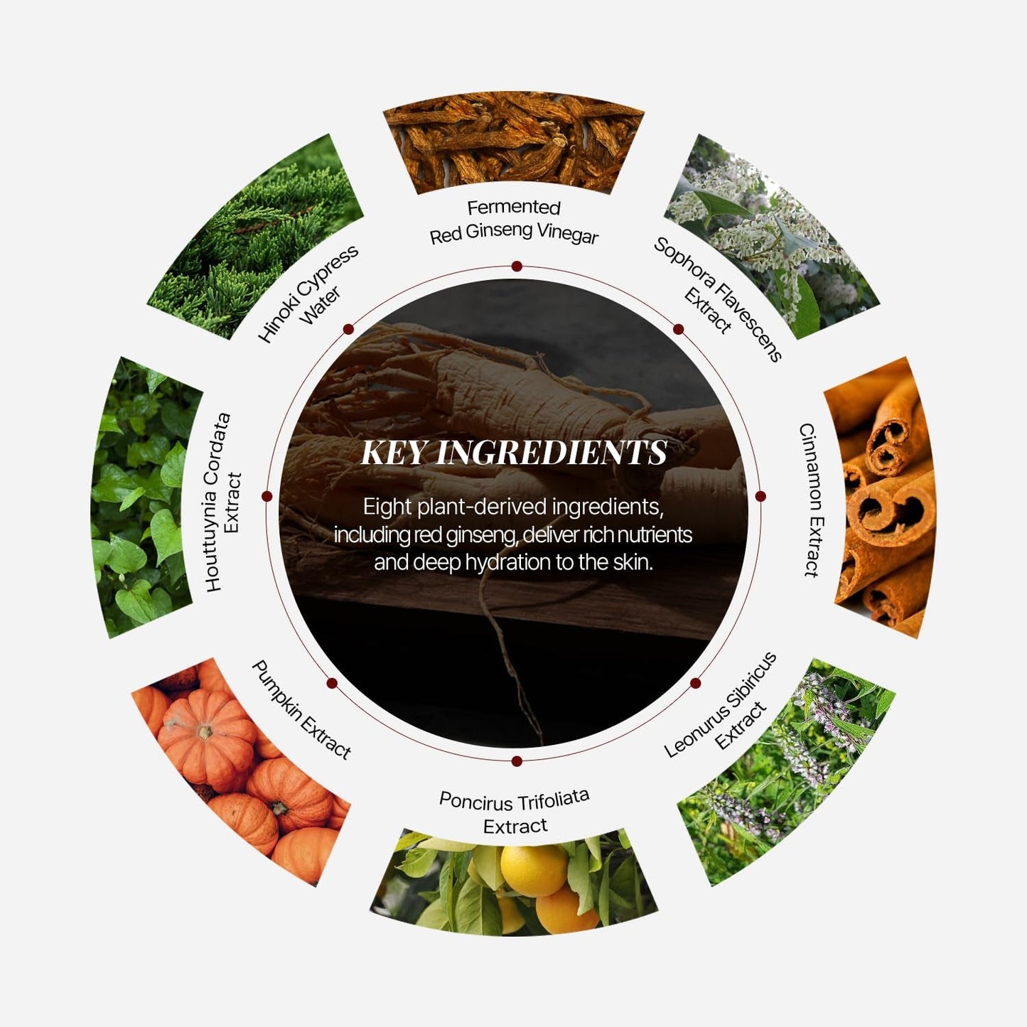 Nourishing Korean Red Ginseng Moisturizing Face Cream