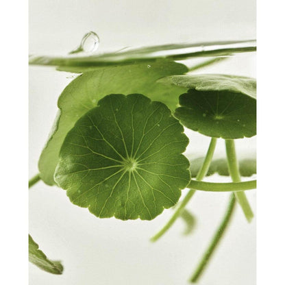 Gentle Centella Face Mask Pack - 10 Soothing Sheets