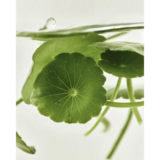 Glowing Skin Essence Serum: Centella + Vitamin C