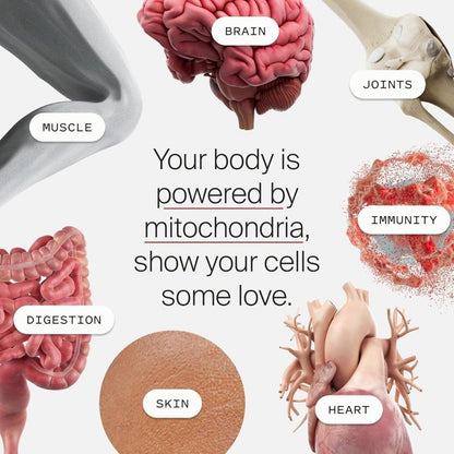 Powerful Anti Aging Supplement for Cellular Health